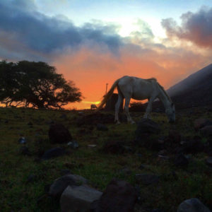 Wild horse eating in the sunset behind Telica